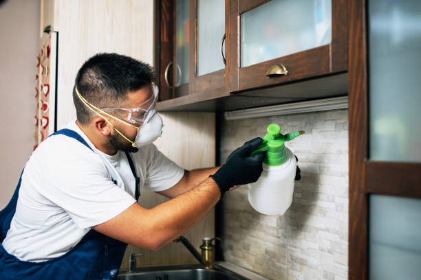 Best Ant Control Services  in Desert Hills, AZ