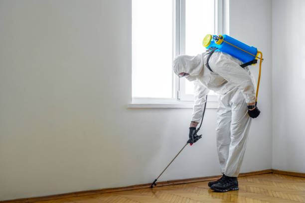 Best Termite Control Services  in Desert Hills, AZ