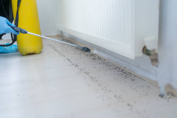 Best Residential Pest Control  in Desert Hills, AZ