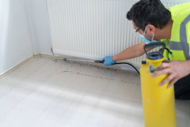 Best Insect Control  in Desert Hills, AZ
