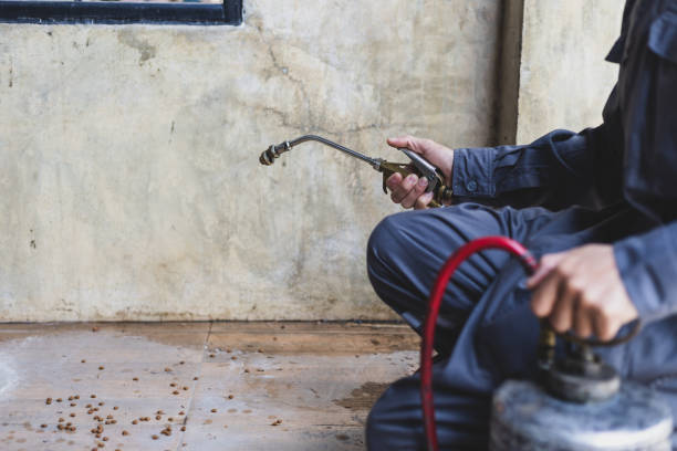 Best Wasp Removal Services  in Desert Hills, AZ